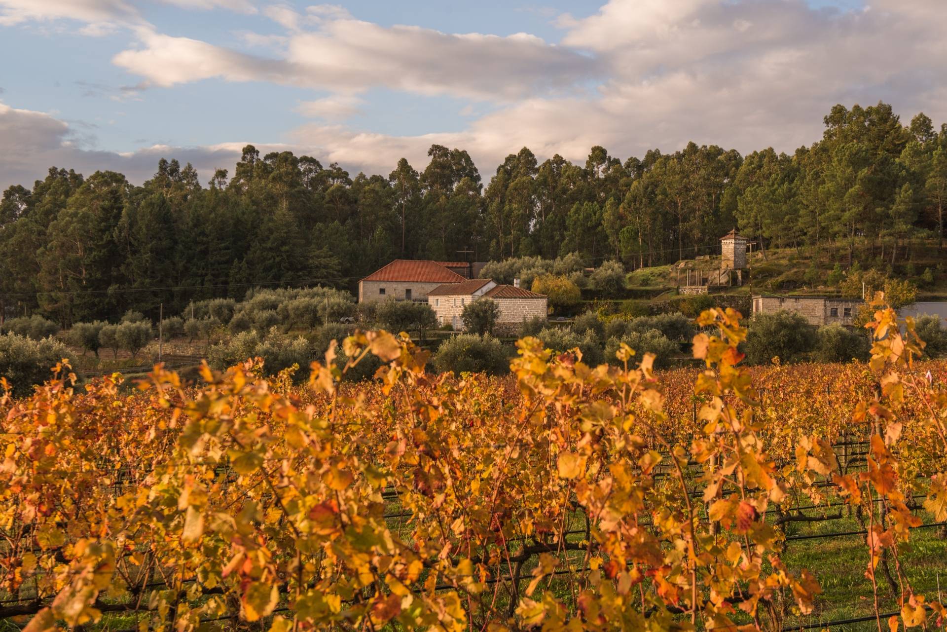 Julia Kemper Wines - Winalist