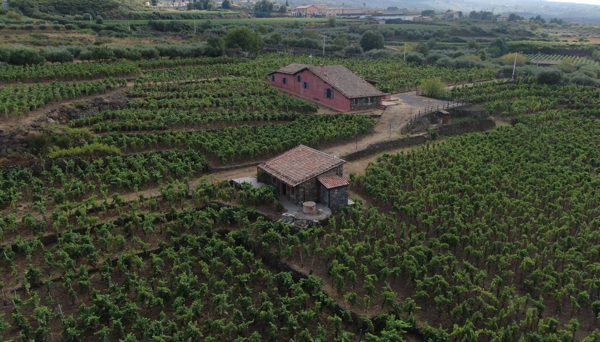 I Custodi Delle Vigne Dell'etna  - Winalist