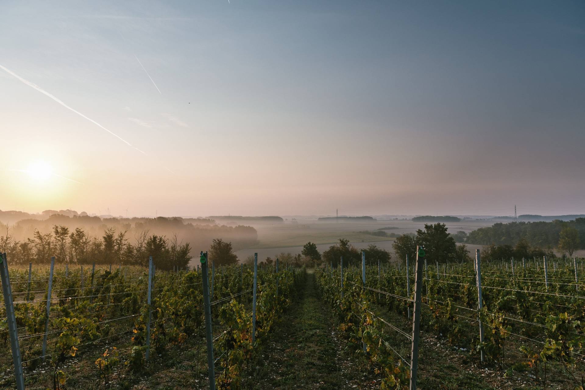 Domaine Mont des Anges - Winalist