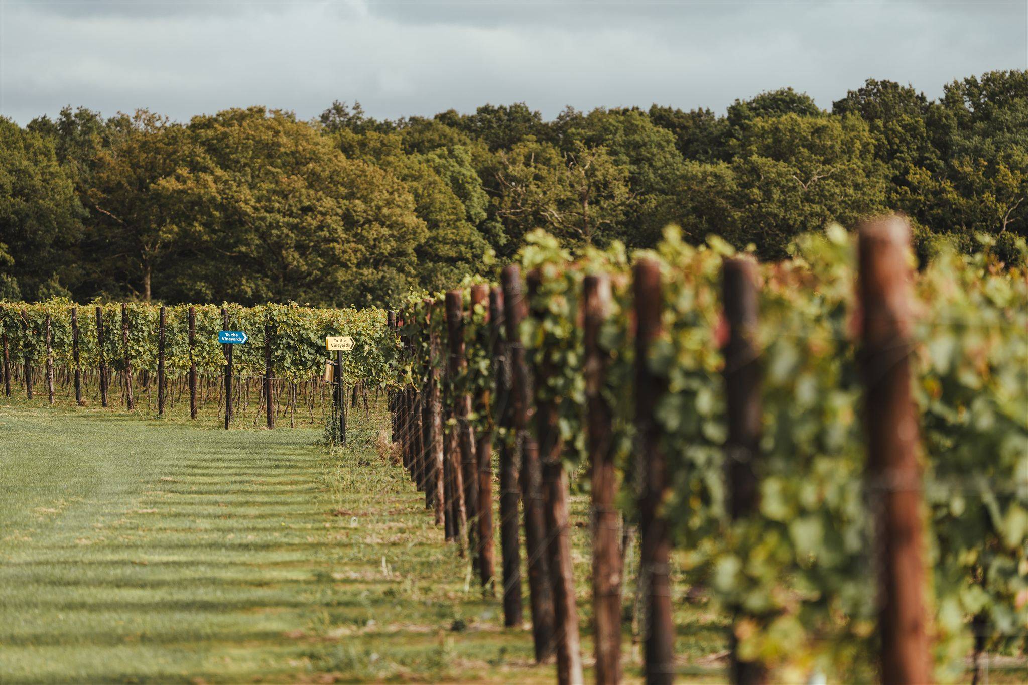 Wine & Dine Experience