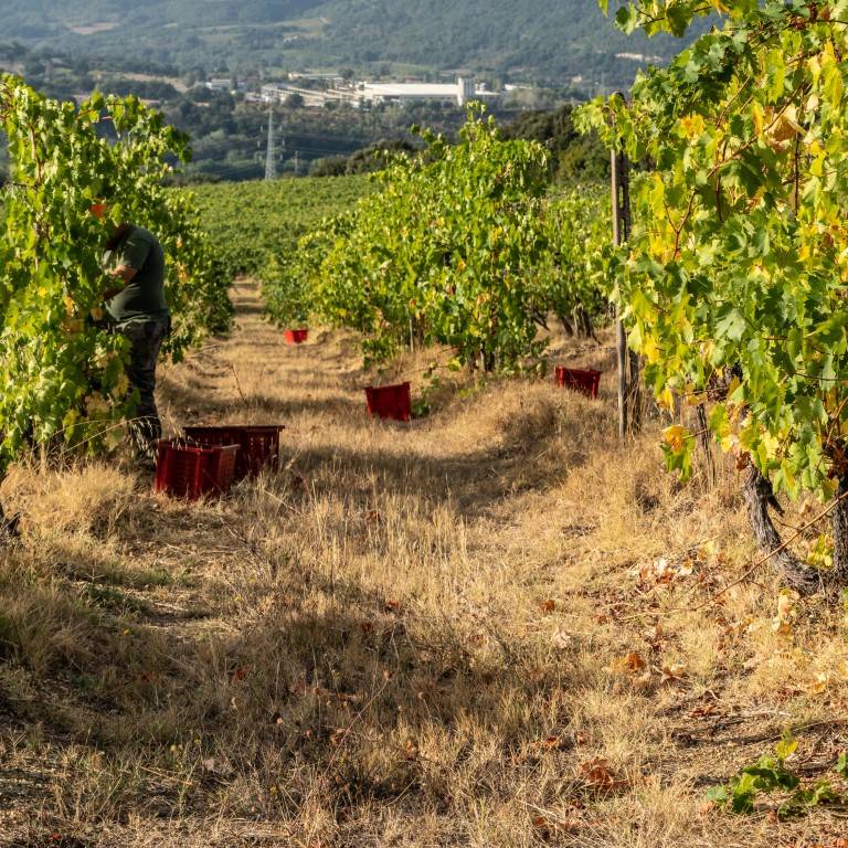 A Thousand Hectares in a Glass - Azienda Agricola Castello di Corbara - Winalist