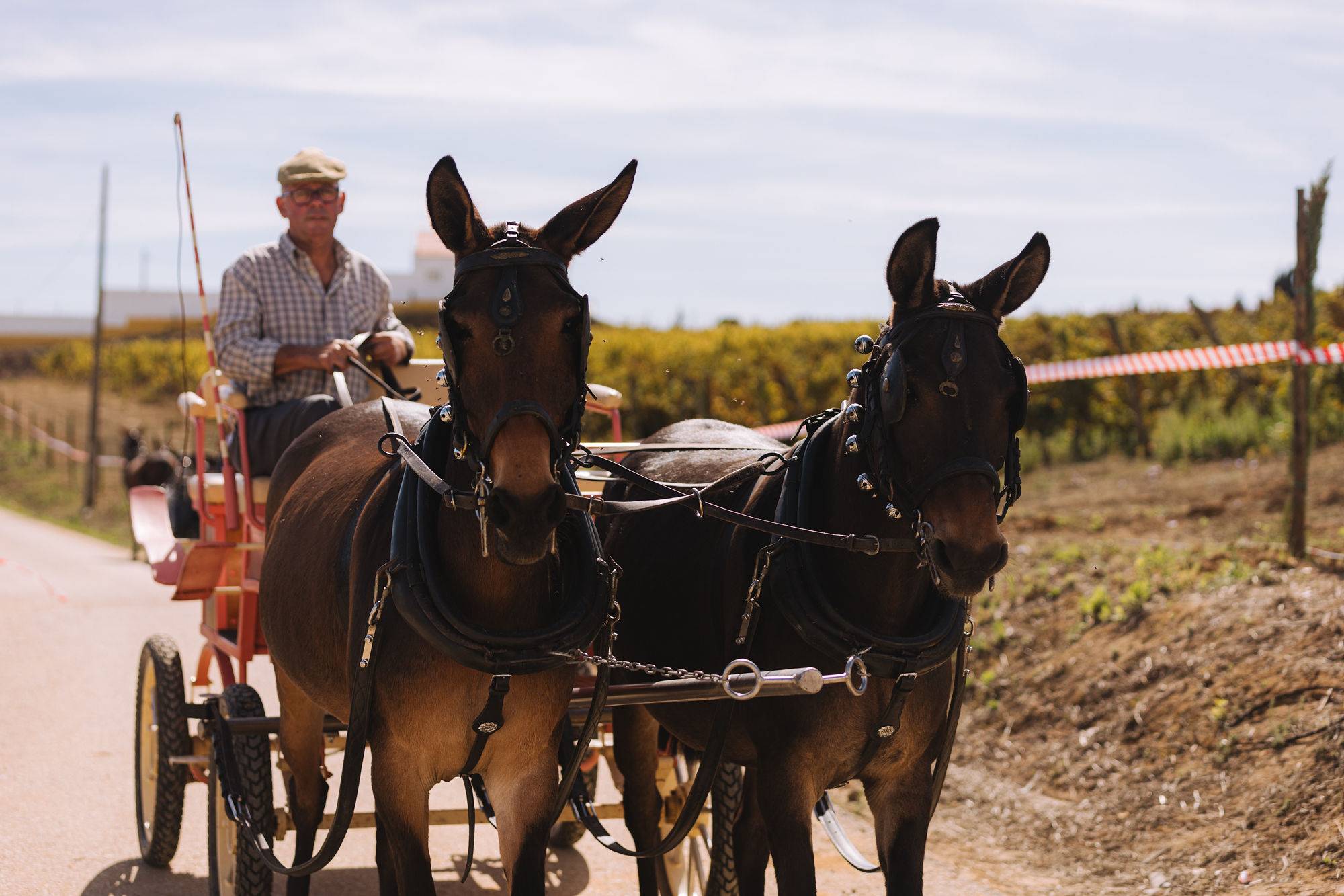 Quinta do Sampayo Harvest Festival - Quinta Do Sampayo - Winalist
