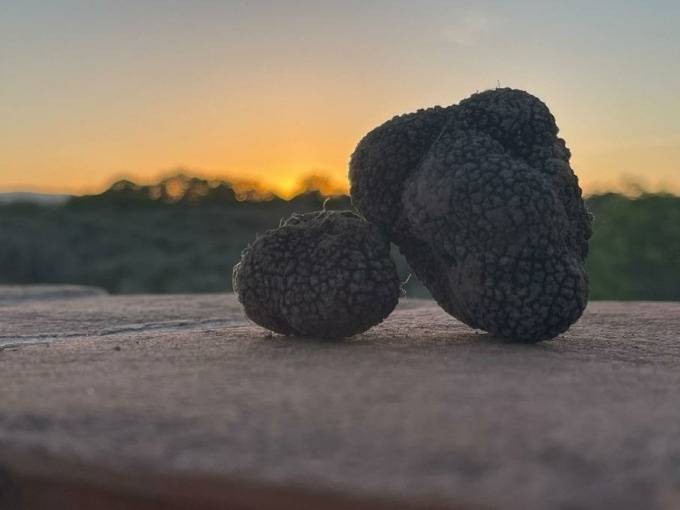 Truffle hunting with wine tasting - Palagetto - Winalist