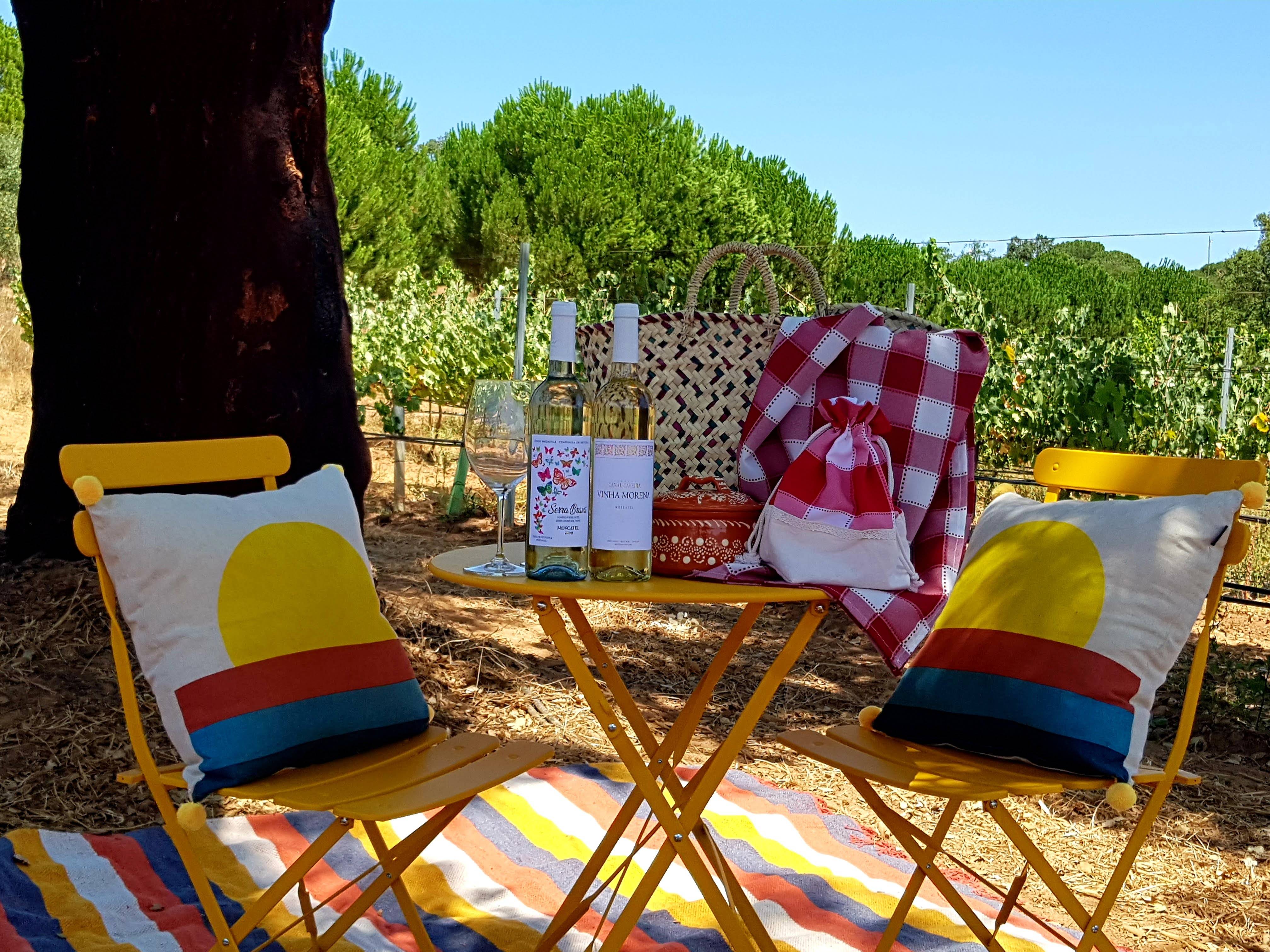 Picnic in the vineyard