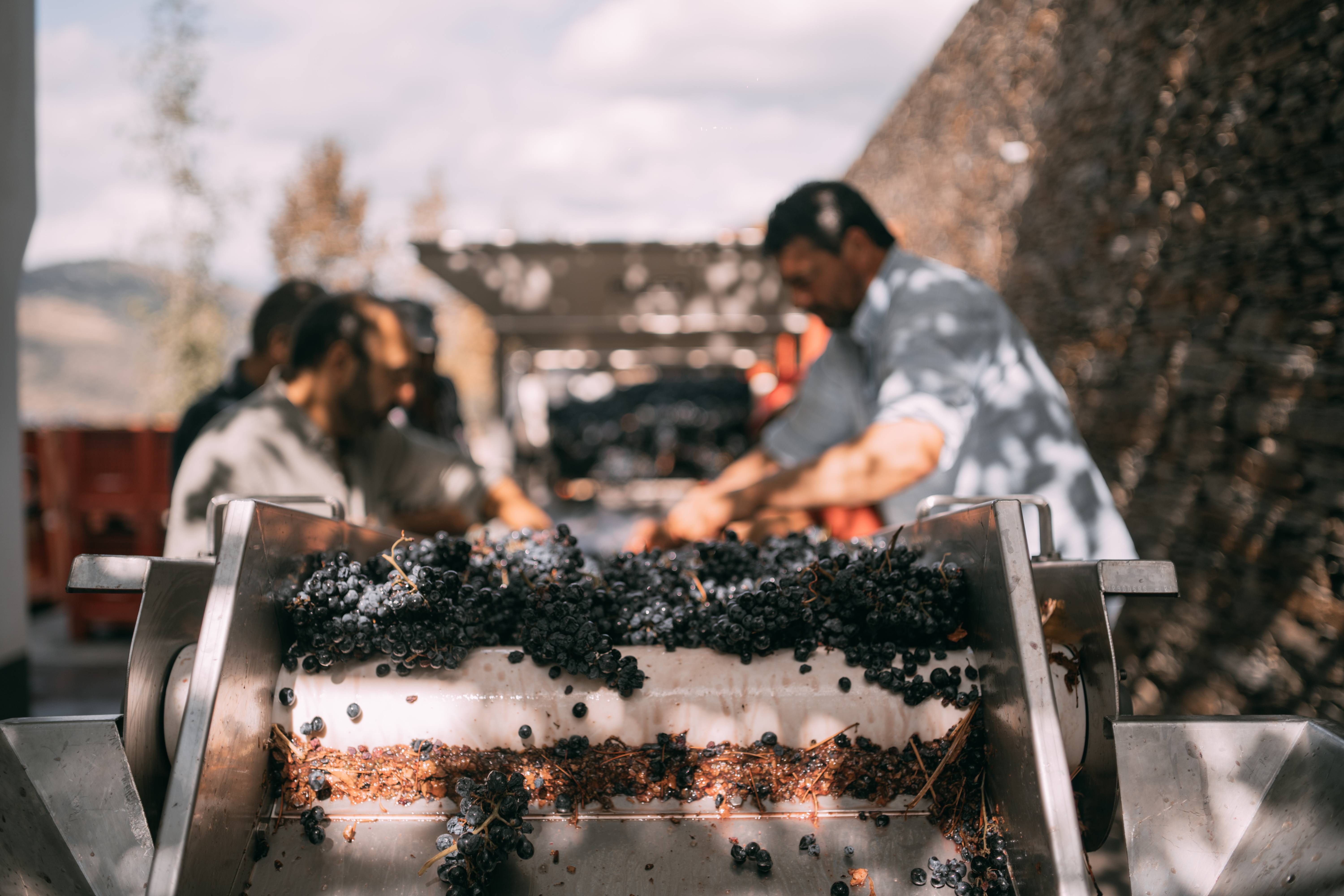 The Authentic Harvest Experience