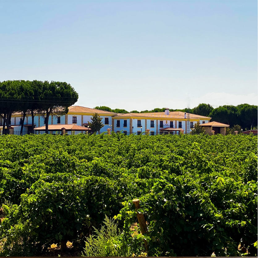 Discover La Jaraba - Pago De La Jaraba - Winalist