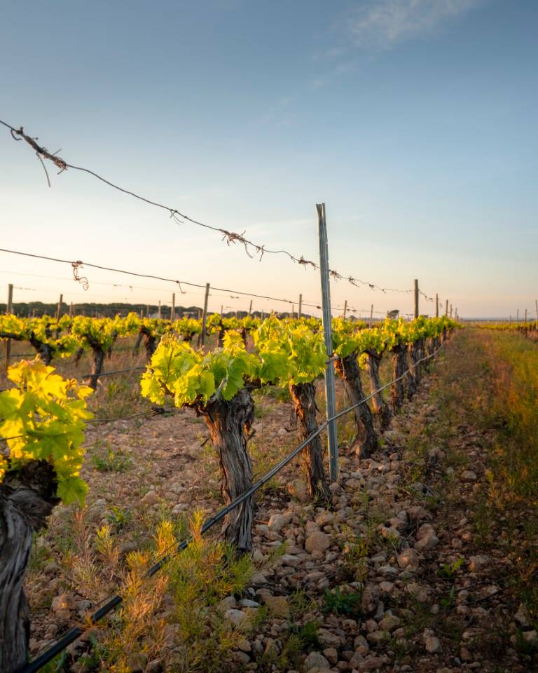 The charm of wine - Pago De La Jaraba - Winalist