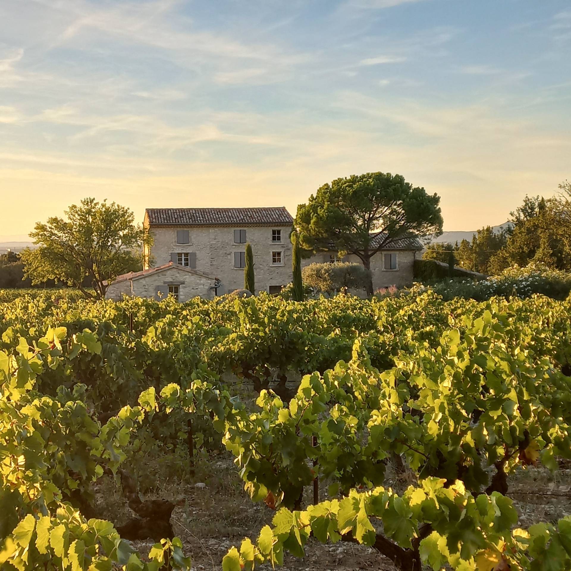 Domaine du Chat Blanc - Winalist