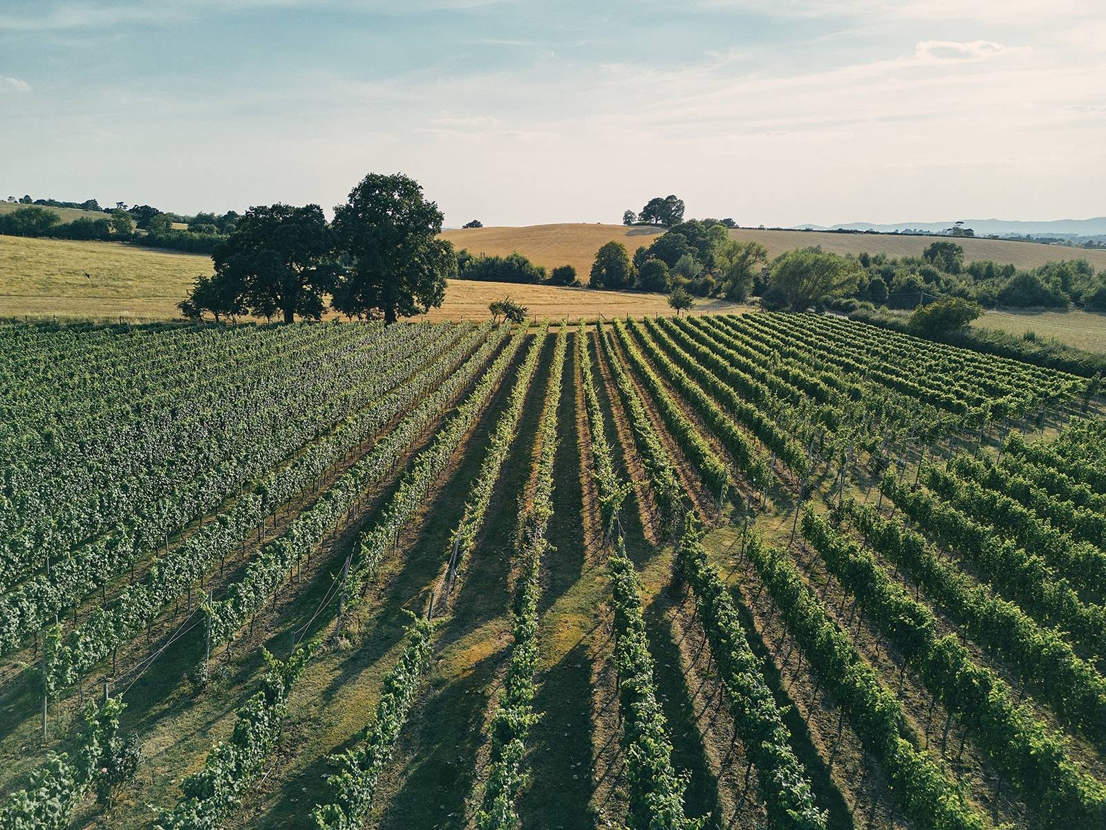 Deer Park Wines - Winalist