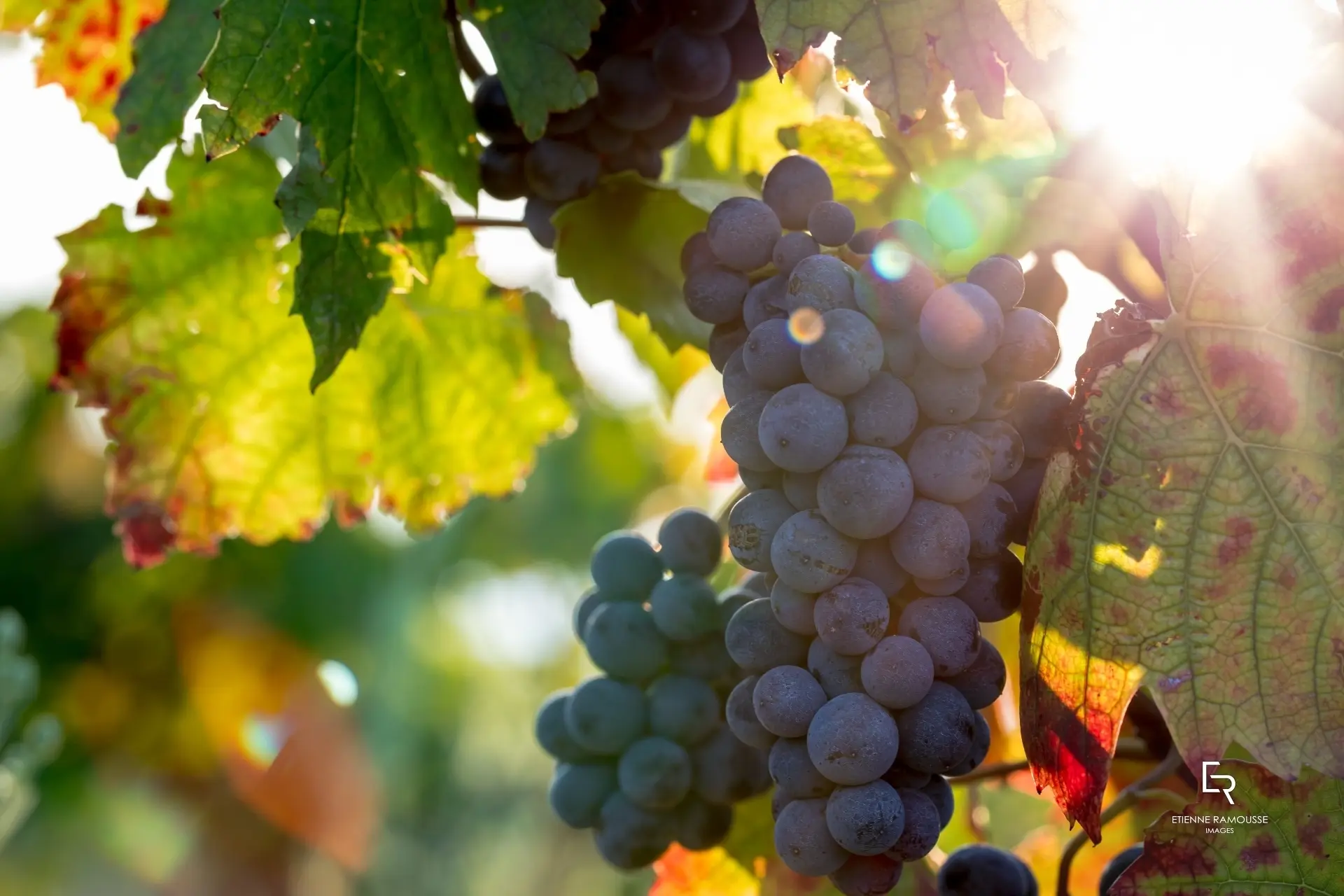 Maison Jambon - Winalist