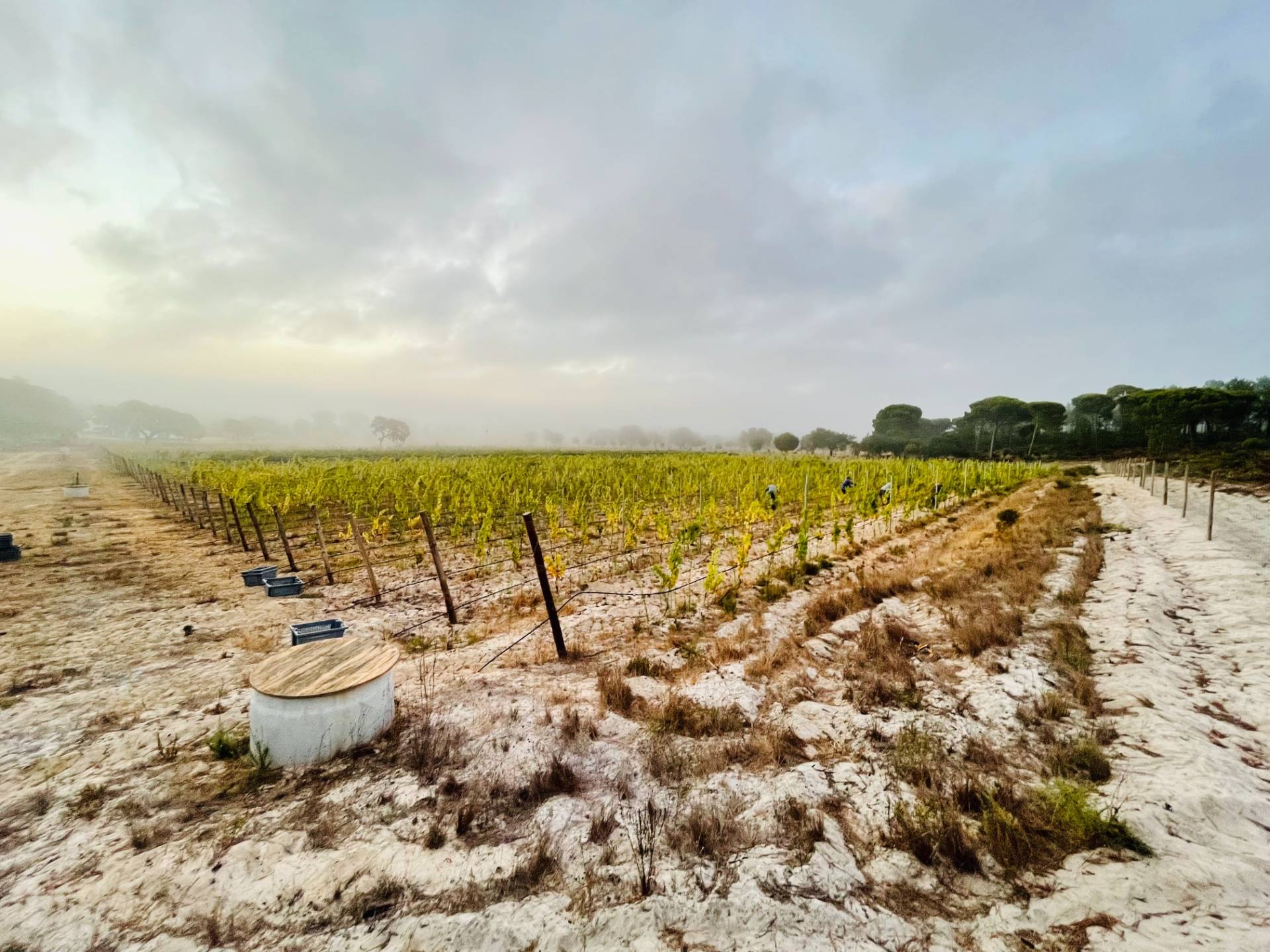 FR winemaker