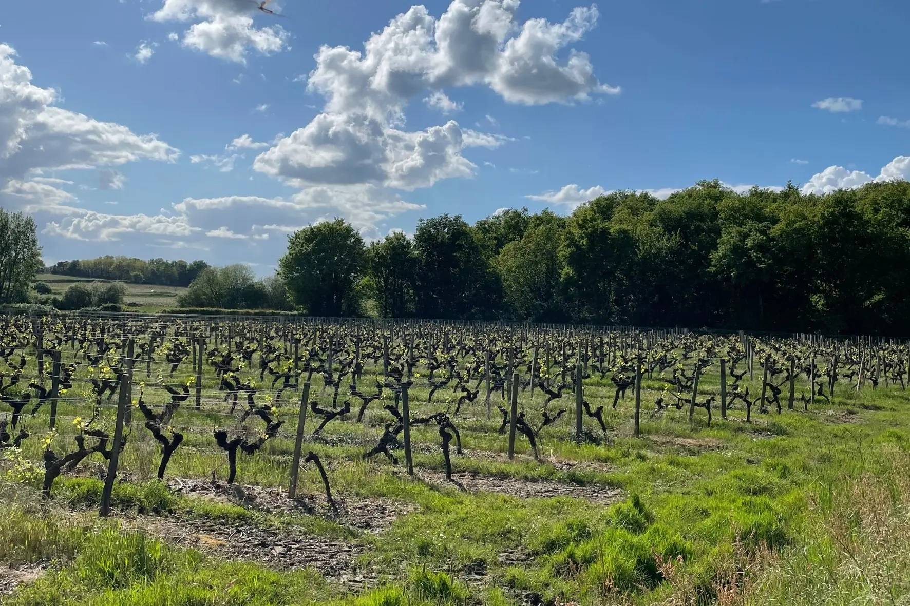 Gouttes de Loire - Œnotourisme en Anjou - Winalist