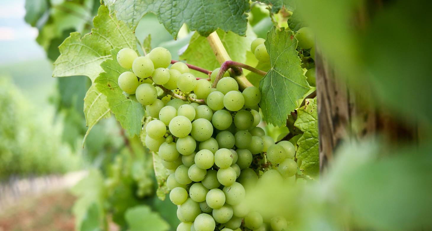 Que faire à Kaysersberg : découvrir les plus beaux villages de France - 2026 - 22 - Kaysersberg Kaysersberg - Que faire à Kaysersberg : découvrir les plus beaux villages de France - 2026 - 21