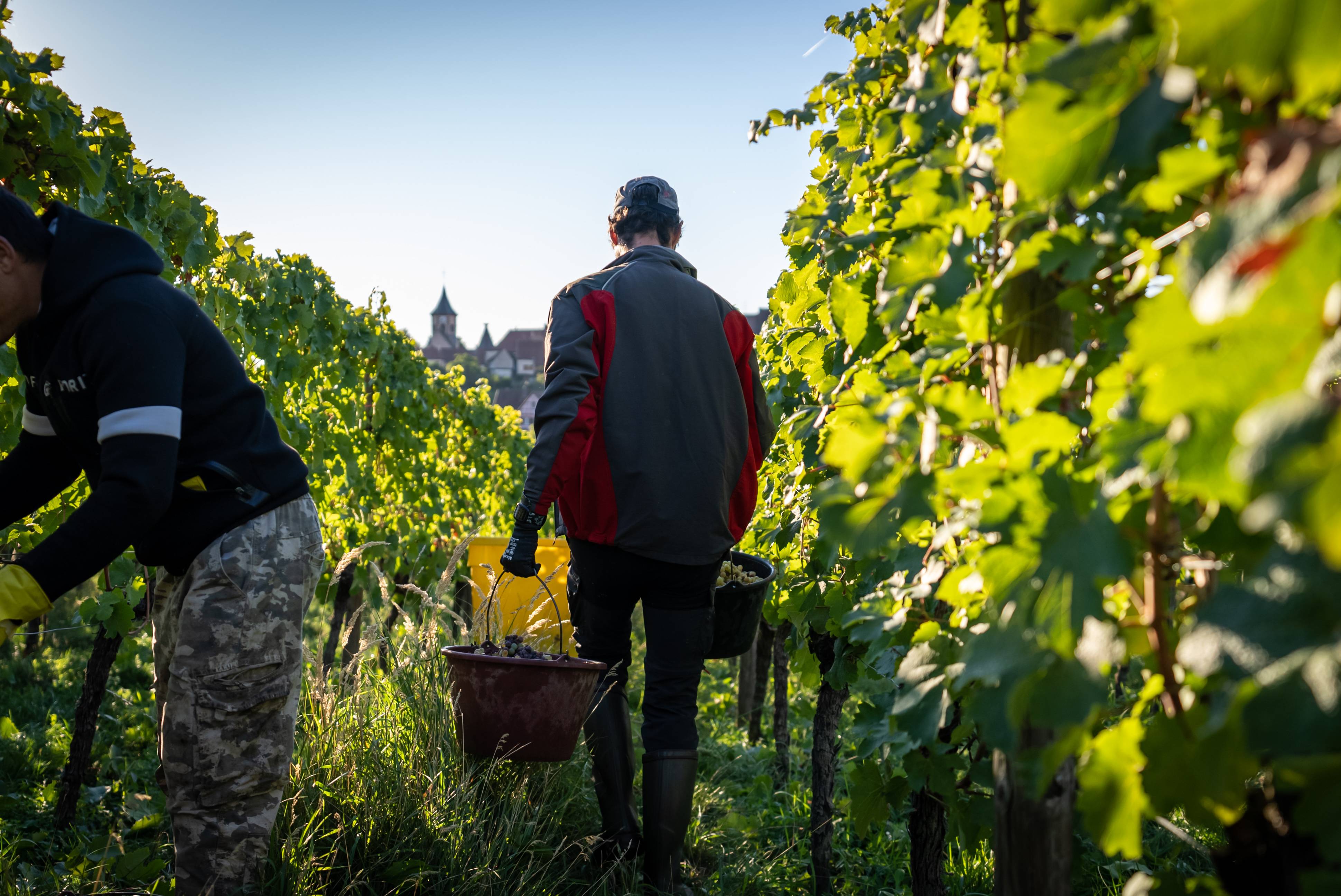 Winemaker for a day - Maison Jean Huttard - Winalist