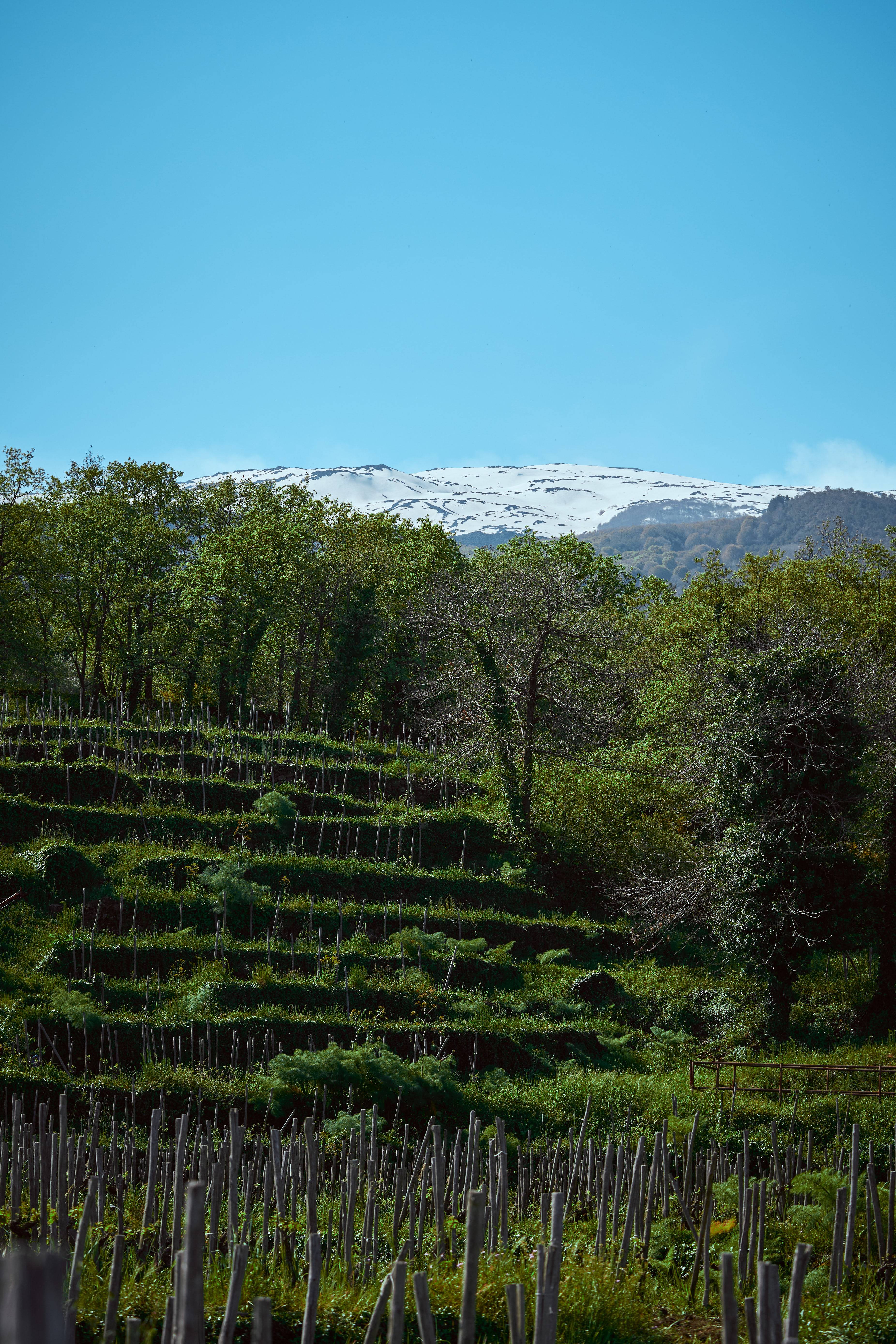 Nuances of Nerello Mascalese