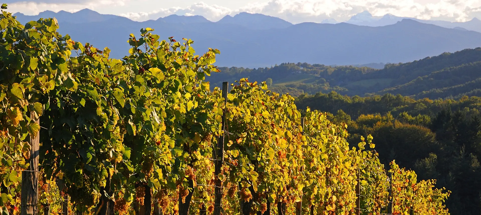 Pau Pyrénées Tourisme - Winalist