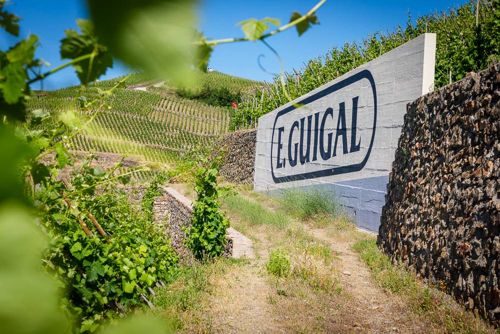 Immersione nei vigneti della Côte-Rôtie