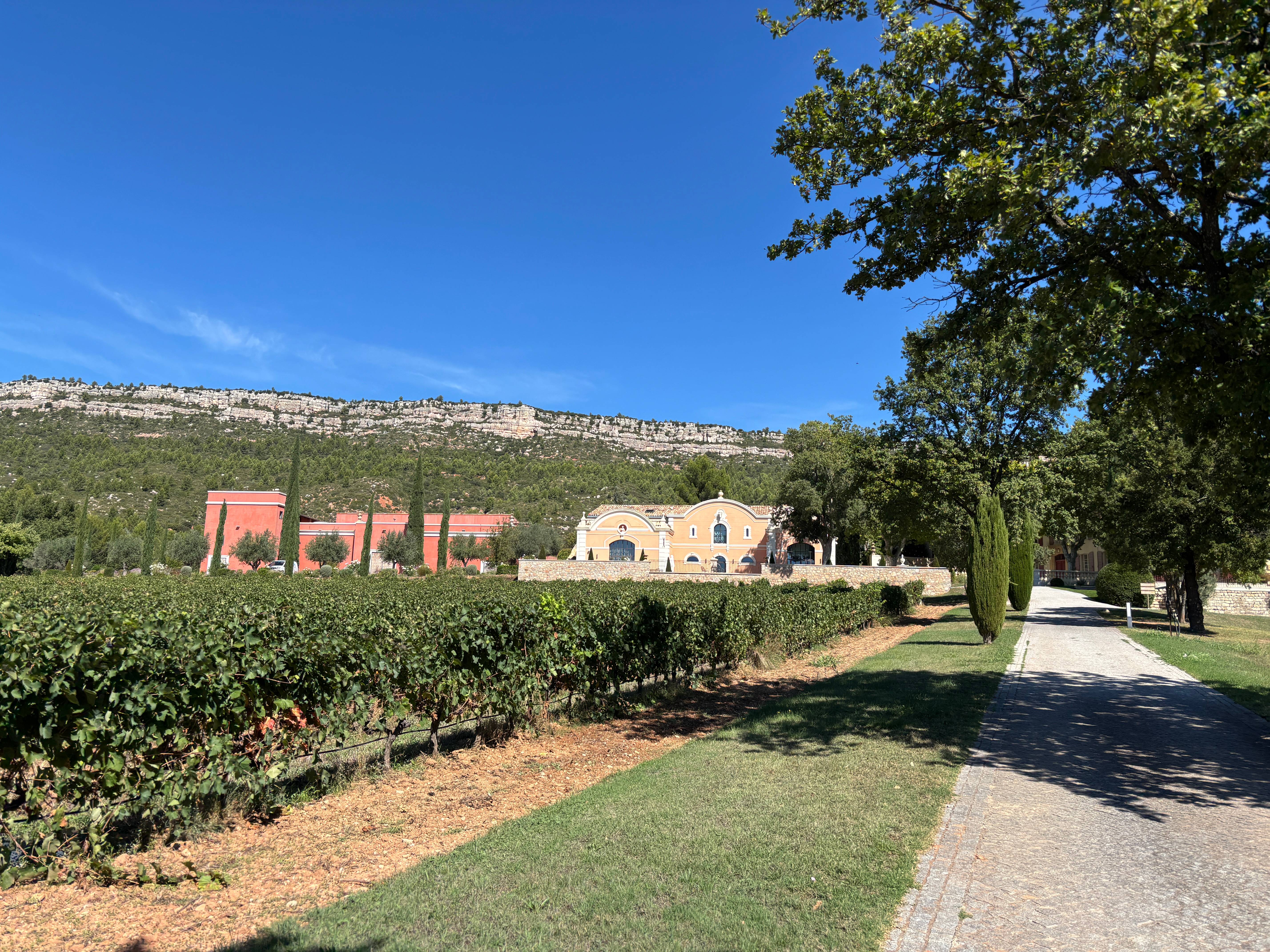 Vineyard and Wine Immersion