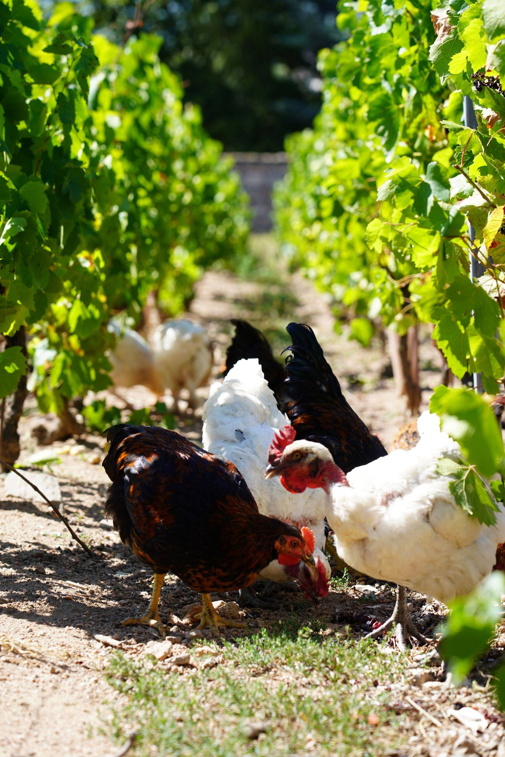 Exploration: Bike ride & tasting